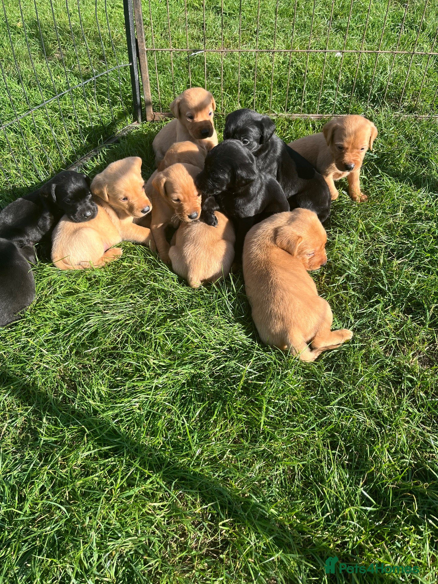 Labrador Retriever dogs Labrador retriever puppies - Advert 2