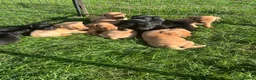 Labrador Retriever dogs for sale: Labrador retriever puppies - Advert 2