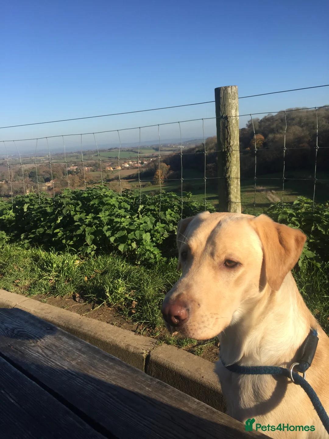 Labrador Retriever dogs for stud: PROVEN WORKING LAB STUD in Yeovil - Advert 9