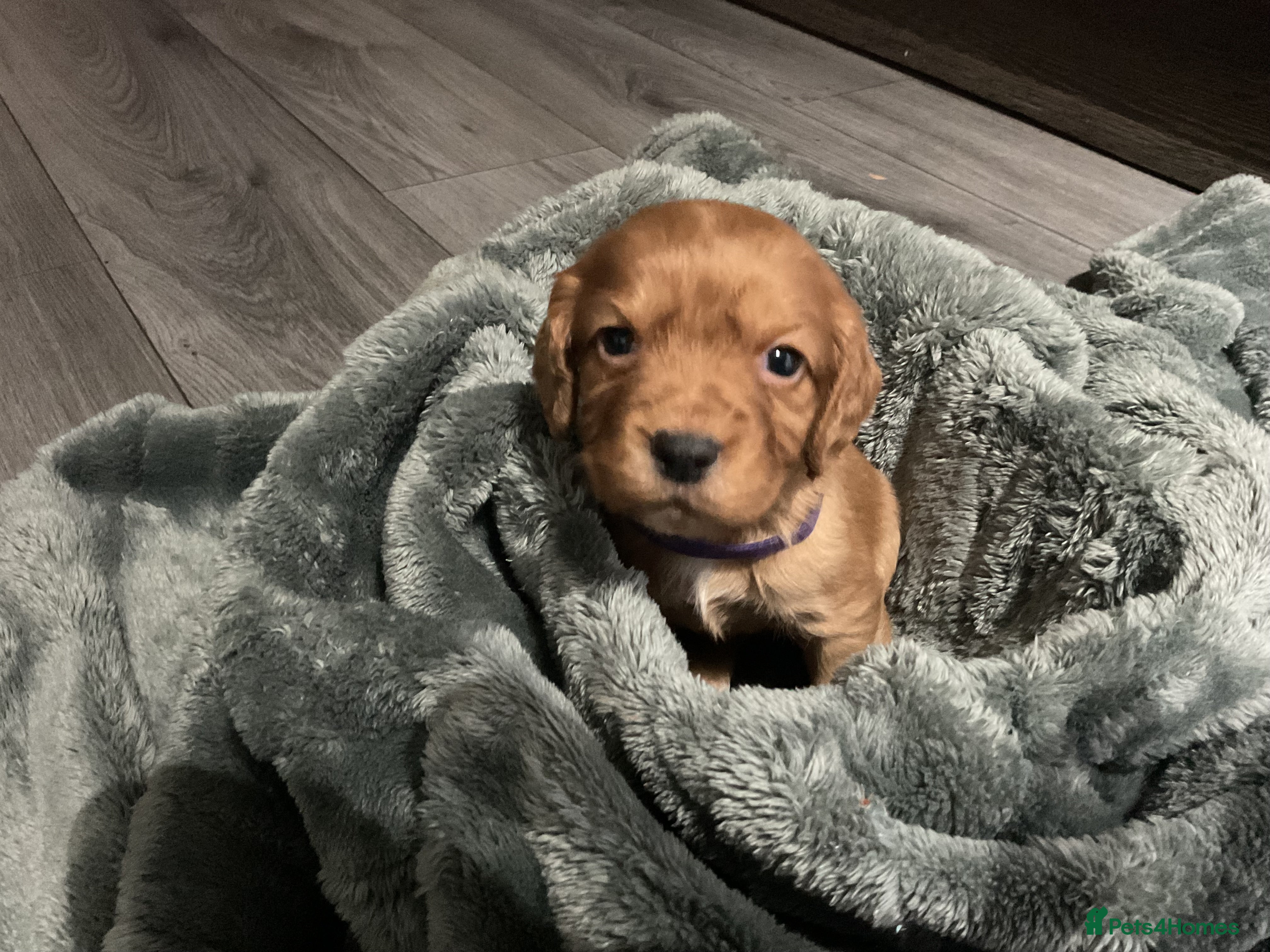 Cocker Spaniel dogs Kc cocker spaniel puppies - Advert 1