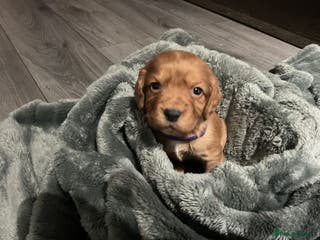 Cocker Spaniel dogs Kc cocker spaniel puppies - Advert 1