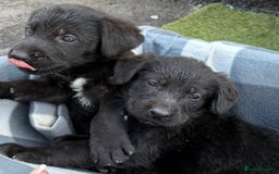 Sprocker dogs for sale: Sprockers  - Image 5