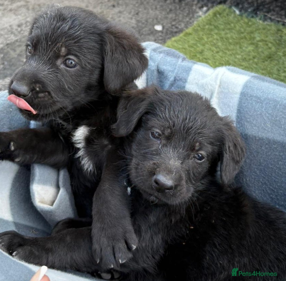 Sprocker dogs for sale: Sprockers  - Image 5