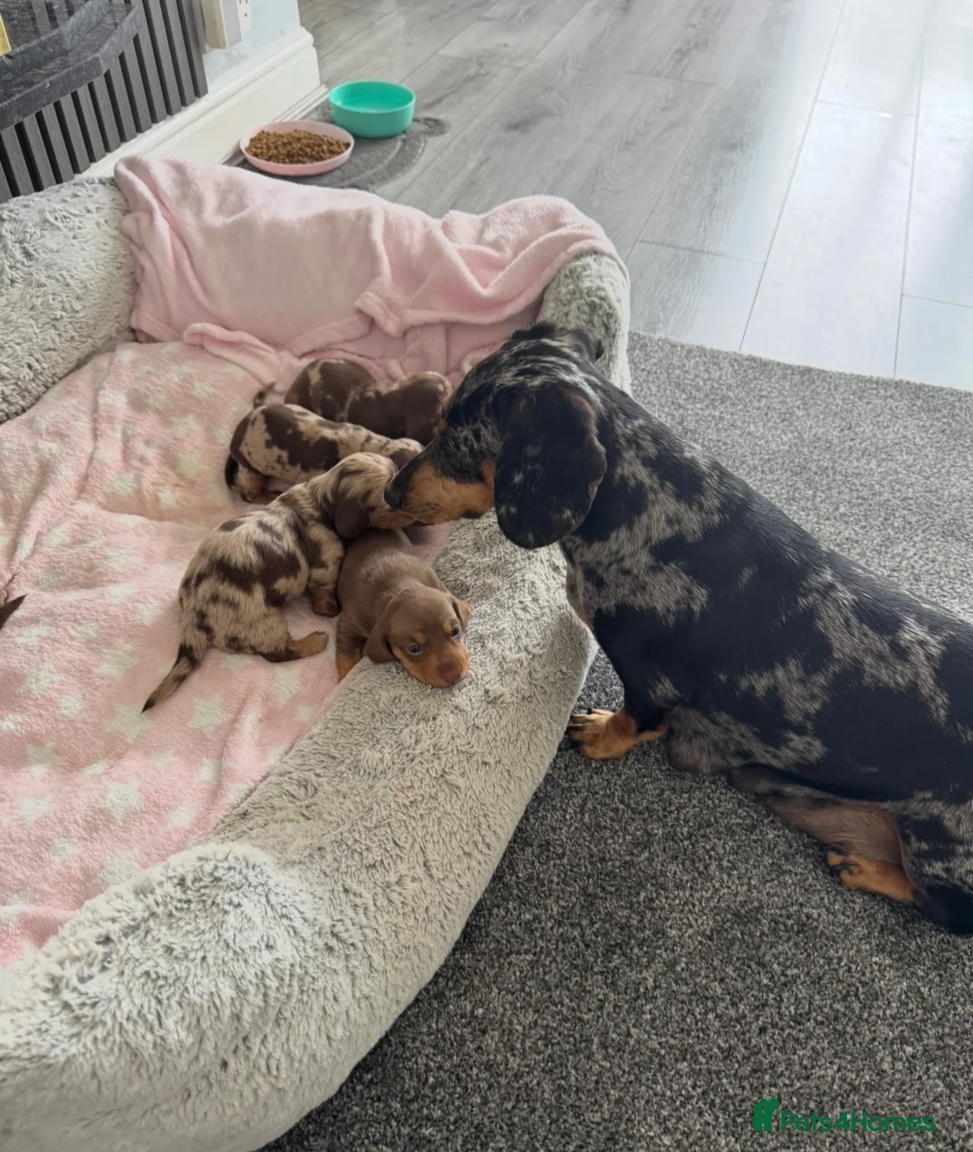 Miniature Dachshund dogs for sale: Miniature dachshund puppies 2 long hair 3 smooth  - Advert 2
