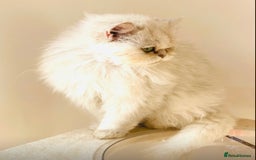 Persian cats for sale: Persian Chinchilla female - Image 2