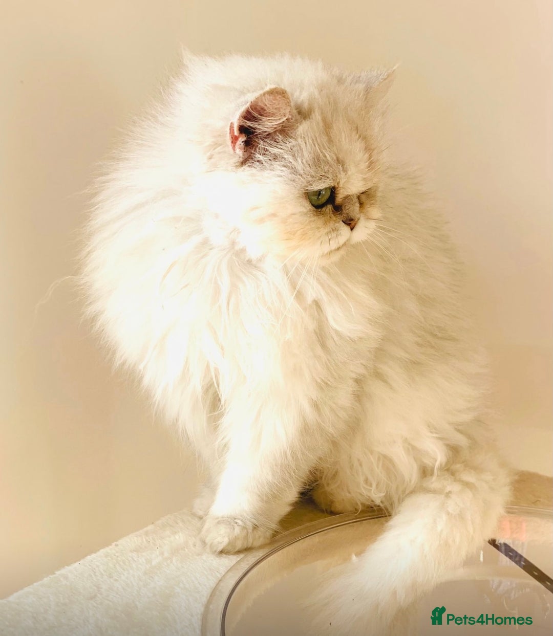 Persian cats for sale: Persian Chinchilla female - Image 2