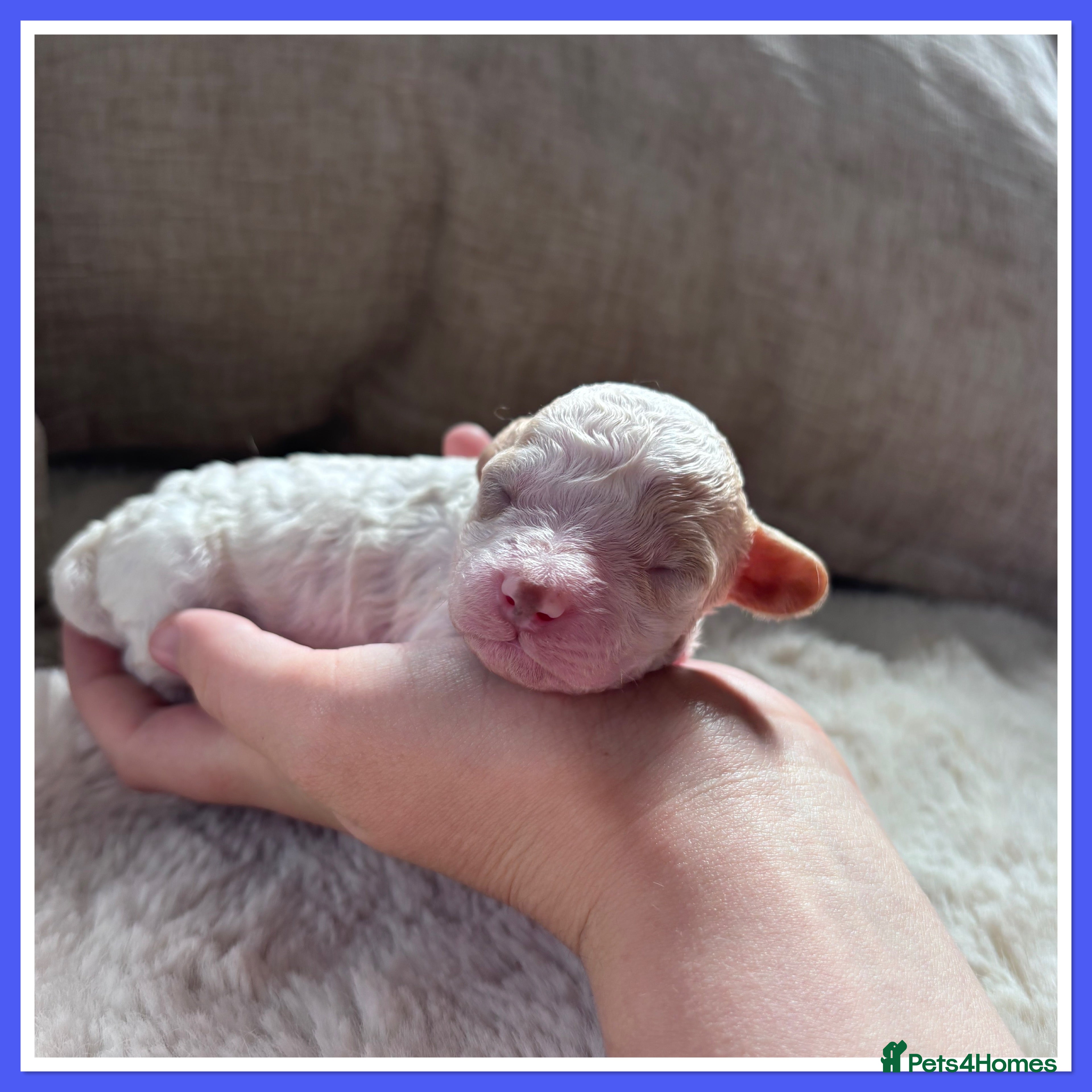 Cavapoo dogs for sale: Stunning Cavapoo puppies - Advert 7