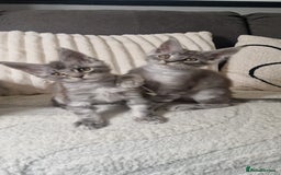 Maine Coon cats for sale: Beautiful GCCF Mainecoon kittens  - Image 15