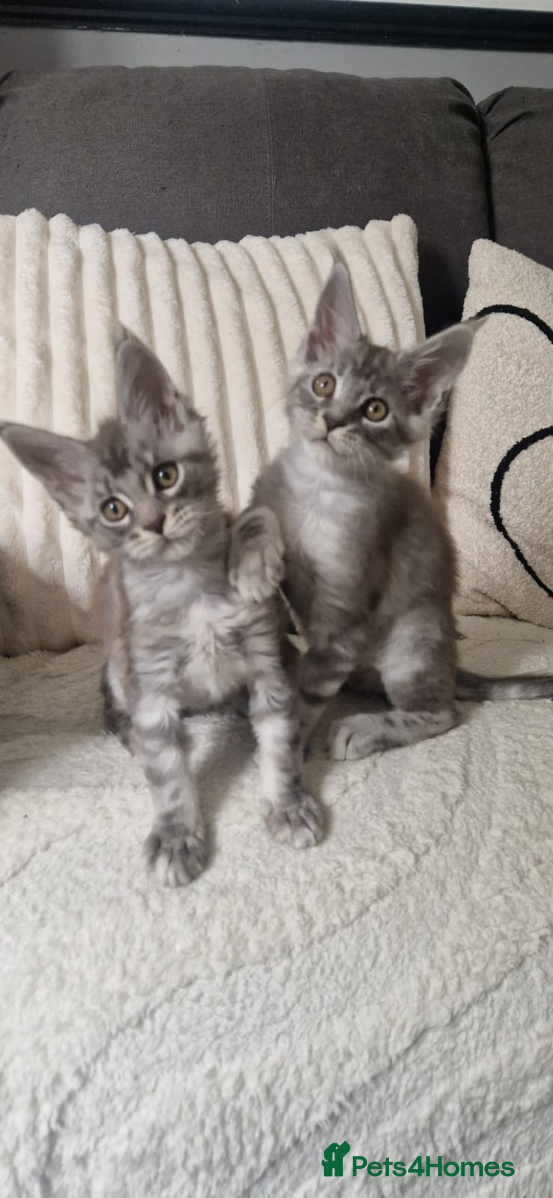 Maine Coon cats for sale: Beautiful GCCF Mainecoon kittens  - Image 15
