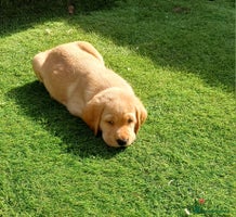 Labrador Retriever dogs - Advert 6