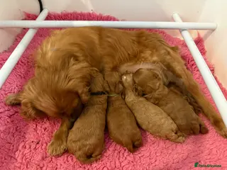 Cavapoo dogs F1 2 Boys 2 Girls available - Advert 9