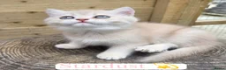 British Shorthair cats for sale: 💎 Price Reduced, Ready to leave now 🥰🏡 - Advert 13