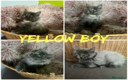 Maine Coon cats for sale: 5 Generation pedigree BLACK SMOKE kittens  - Image 7