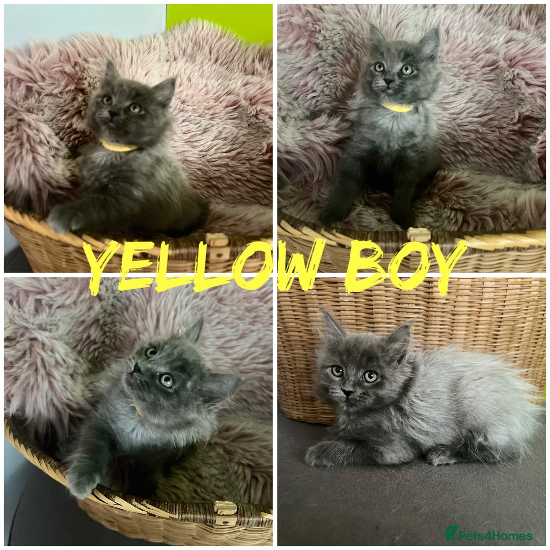 Maine Coon cats for sale: 5 Generation pedigree BLACK SMOKE kittens  - Image 7