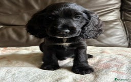 Cocker Spaniel dogs for sale: Show type Cocker Spaniel Puppies - Image 11