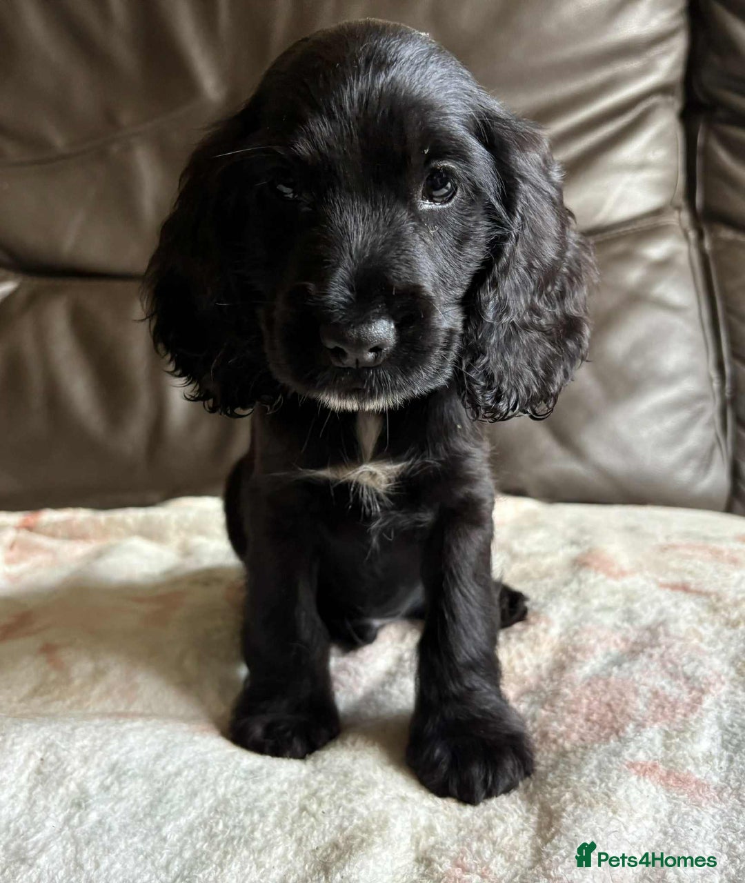 Cocker Spaniel dogs for sale: Show type Cocker Spaniel Puppies - Image 11