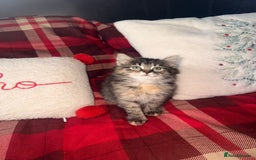 Mixed Breed cats for sale: Maine Coon cross tabby - Image 4