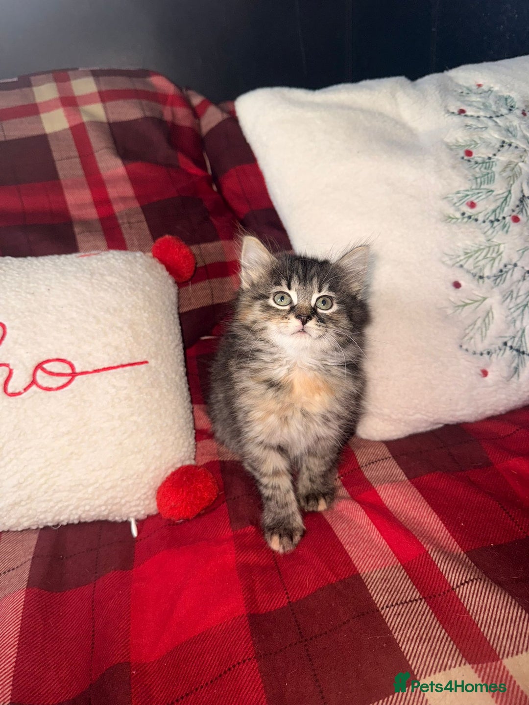 Mixed Breed cats for sale: Maine Coon cross tabby - Image 4