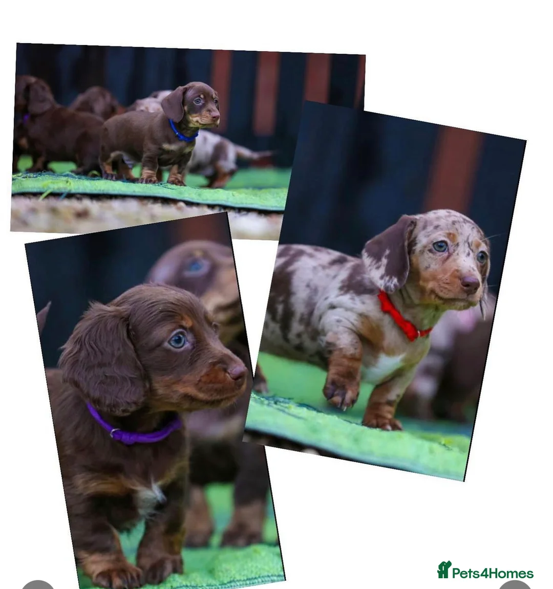Miniature Dachshund dogs for stud: KC registered fully health tested stud  in Birmingham - Advert 7