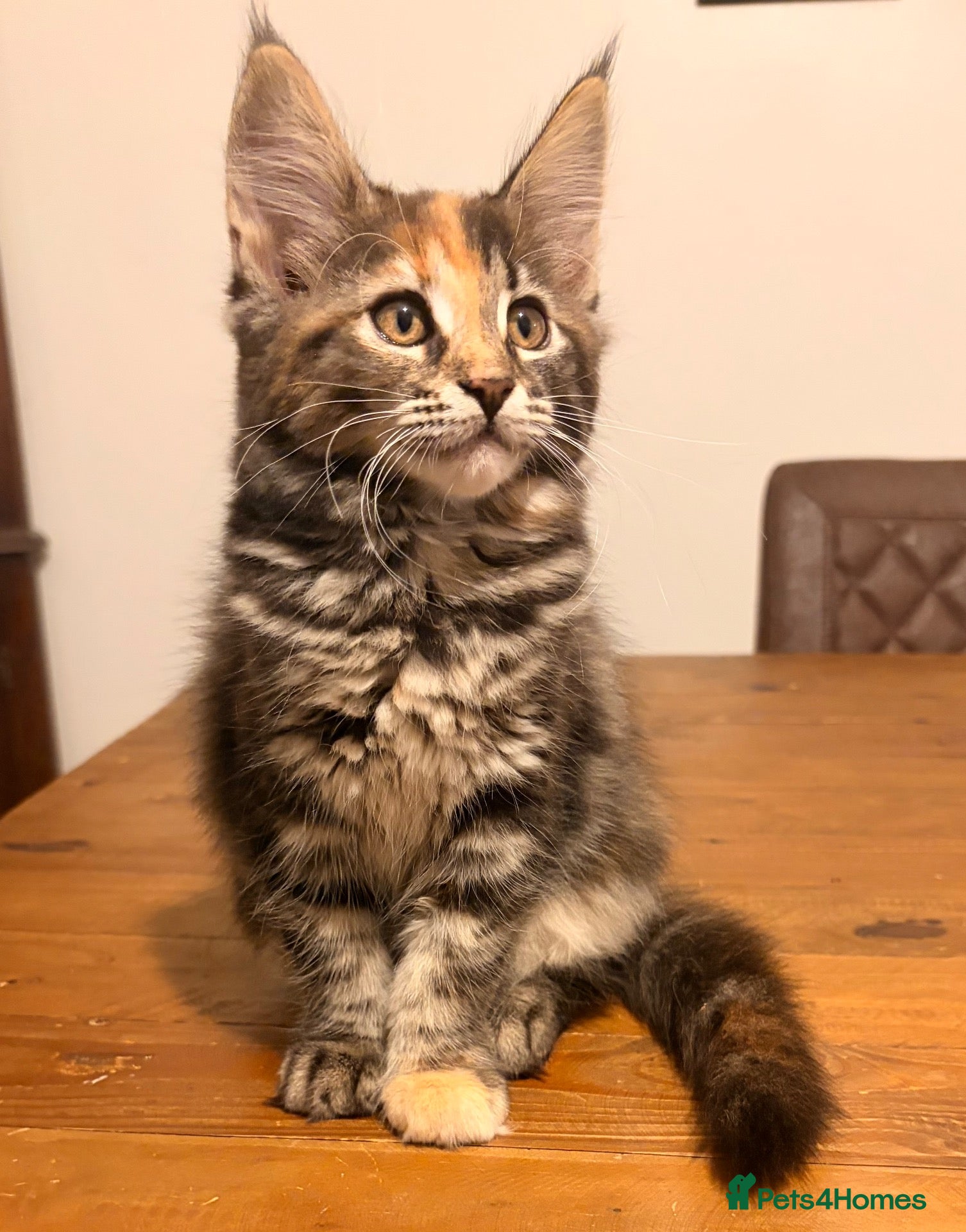 Maine Coon cats Maine coon kittens ready now, 1girl 1boy left  - Advert 1