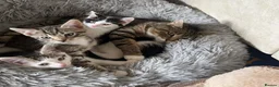 Mixed Breed cats for sale: Lovely kitten for sale  - Advert 1