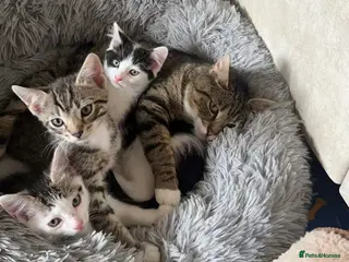 Mixed Breed cats Lovely kitten for sale - Advert 1