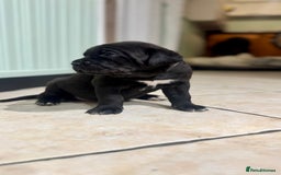 Bandog dogs for sale: BANDOG PUPPIES – SERIOUS QUALITY, SERIOUS PRESENCE - Advert 5