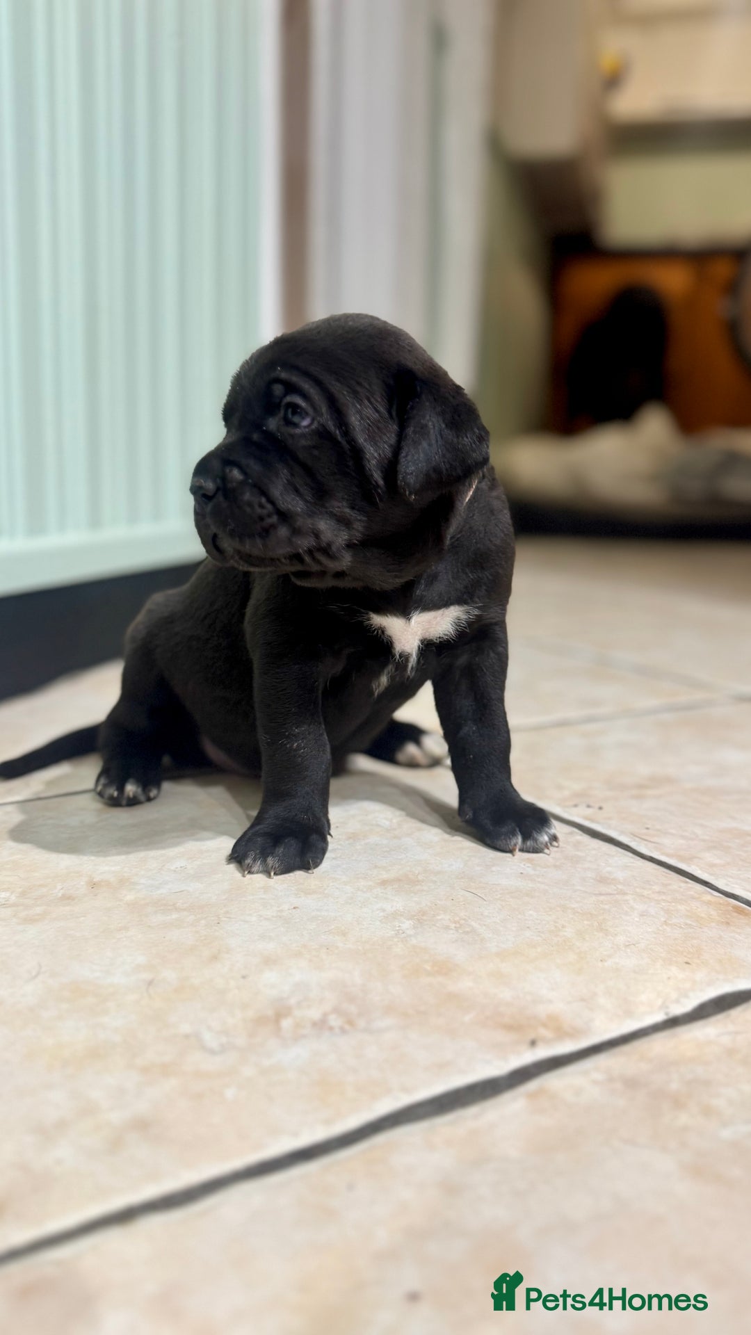 Bandog dogs for sale: BANDOG PUPPIES – SERIOUS QUALITY, SERIOUS PRESENCE - Advert 5