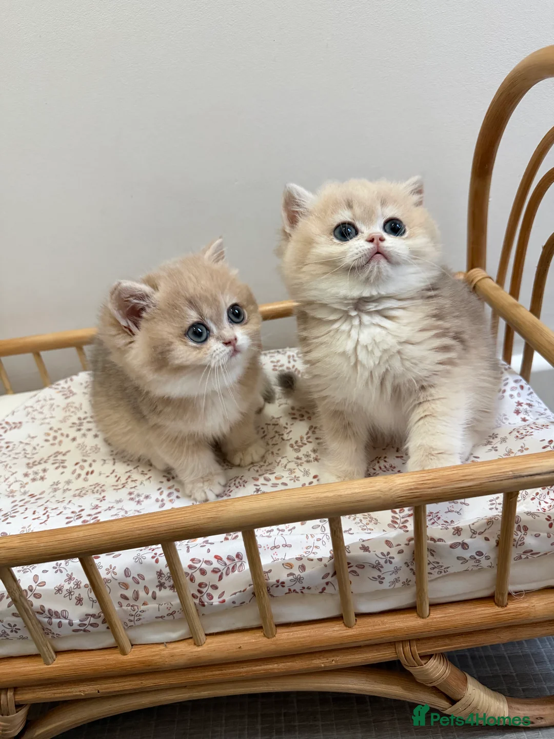British Shorthair cats for sale: Golden Blue British Shorthair kittens - Advert 9