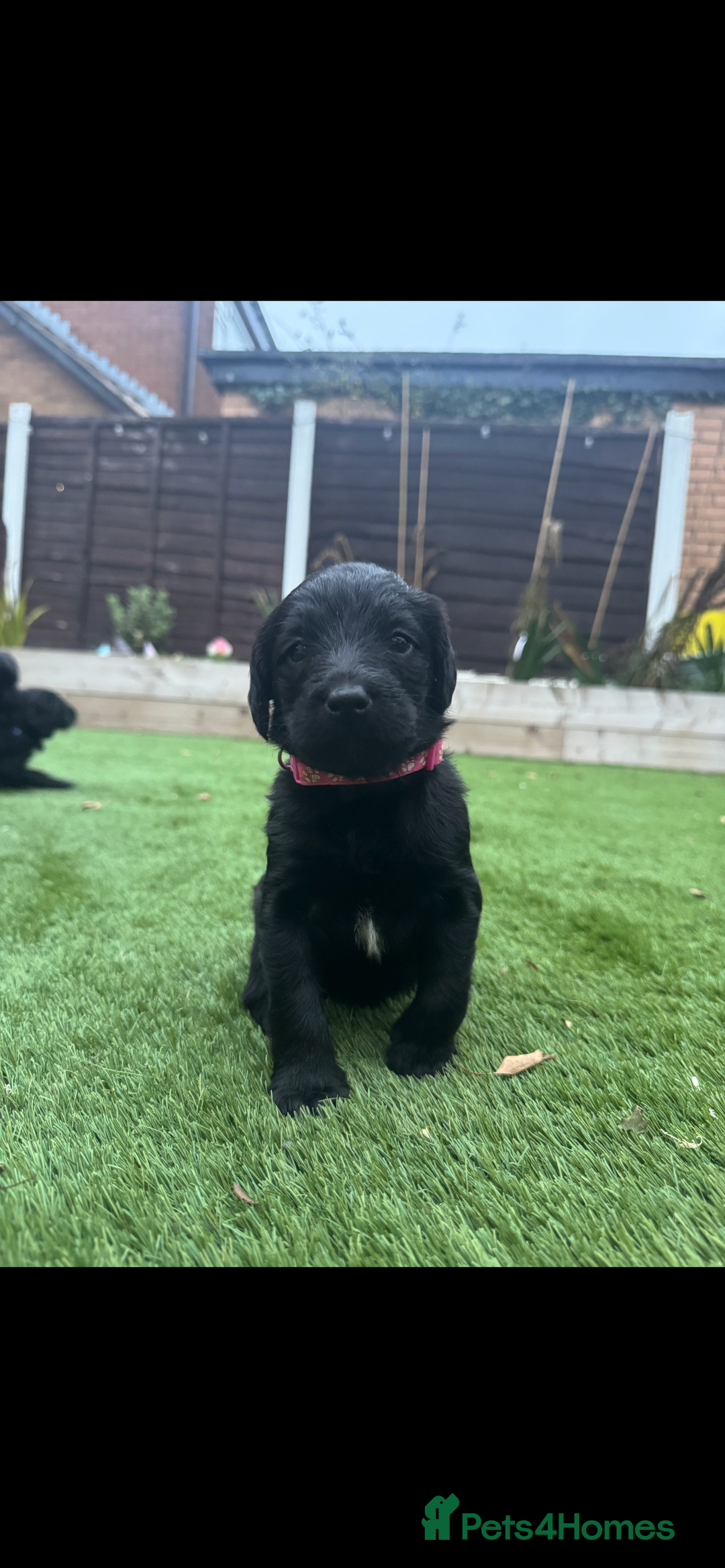 Labradoodle dogs for sale: Labradoodles fully vaccinated & microchipped  - Advert 6