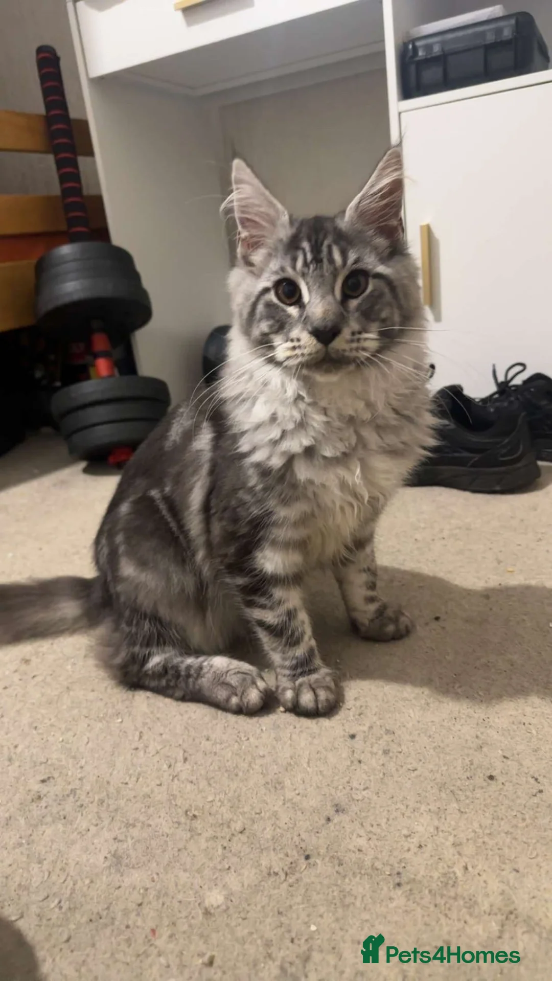 Maine Coon cats for sale: 23 week old male maine coon - Advert 2