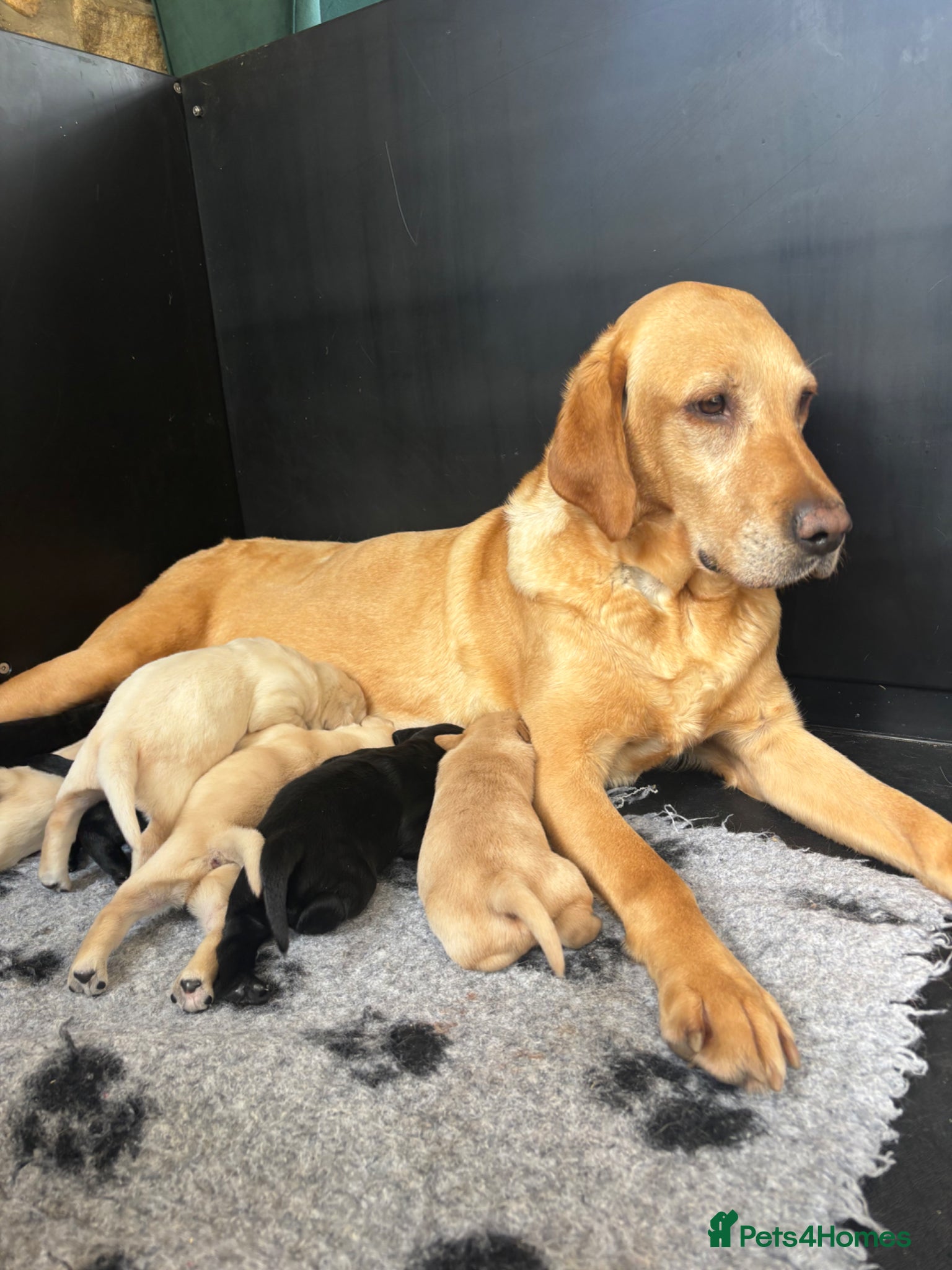 Labrador Retriever dogs Stunning, Health Tested Parents, KC Lab Puppies - Advert 2