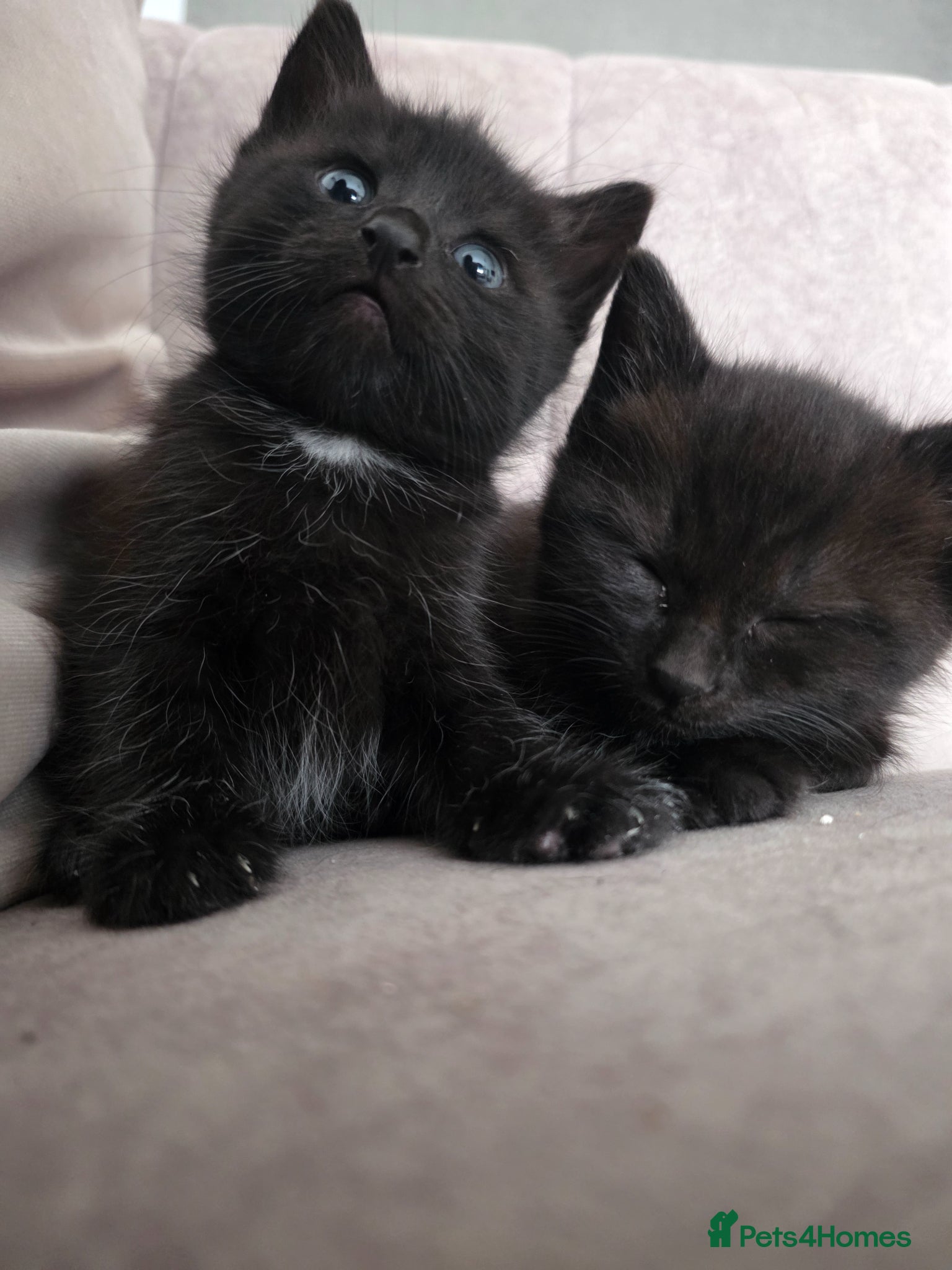 Mixed Breed cats 4 black kittens  - Advert 1