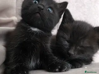 Mixed Breed cats 4 black kittens - Advert 1