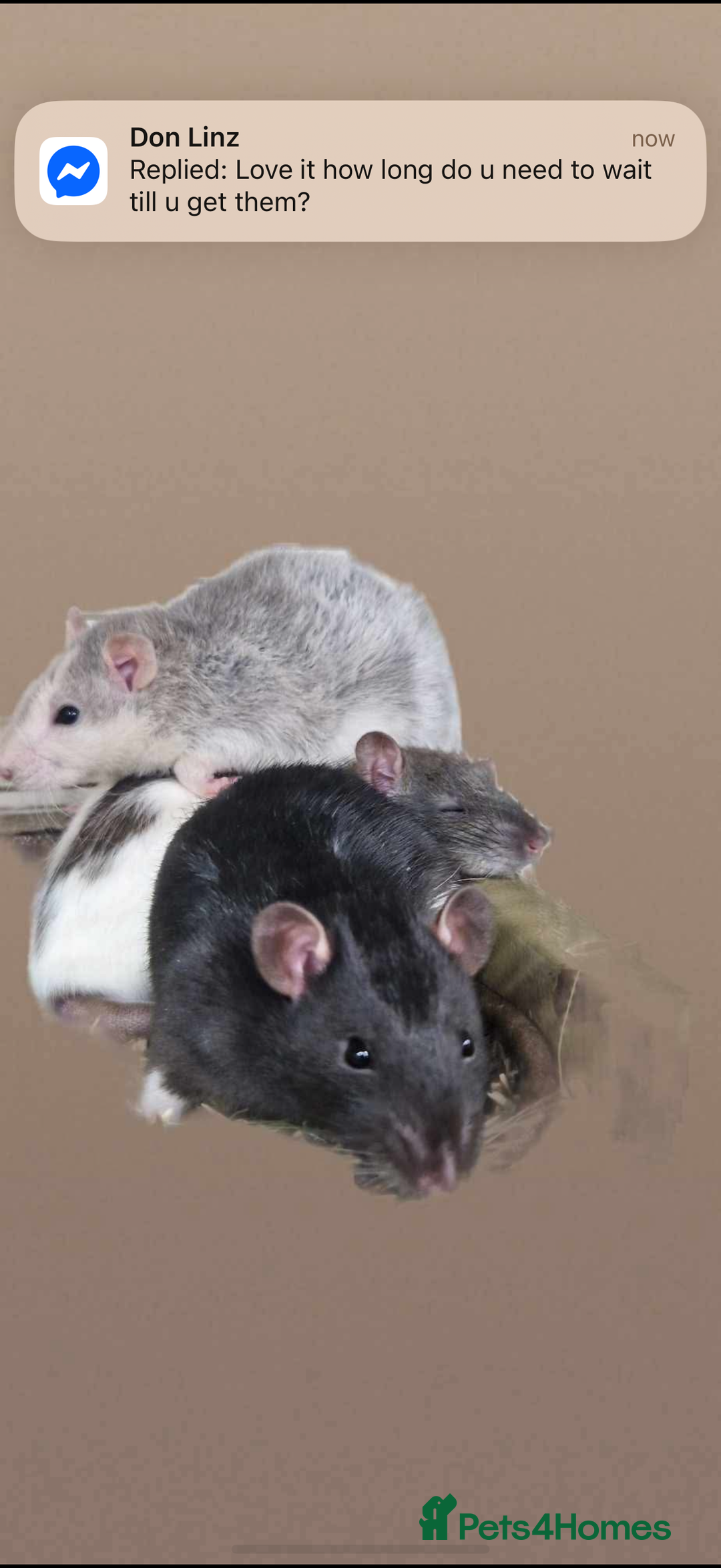 Rat rodents for sale: 3 lovely boys  - Advert 3