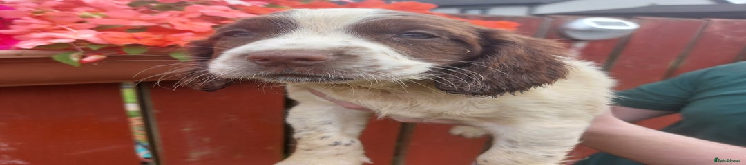 English Springer Spaniel Puppy 3