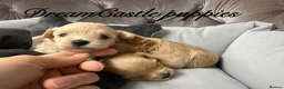 Maltipoo dogs for sale: Tiny maltipoo puppies Asian poodle dad  - Advert 5