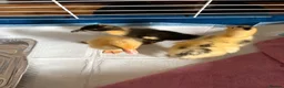 Ducks poultry for sale: 🦆🦆Ducklings for sale 🦆🦆 in Wigston - Advert 17