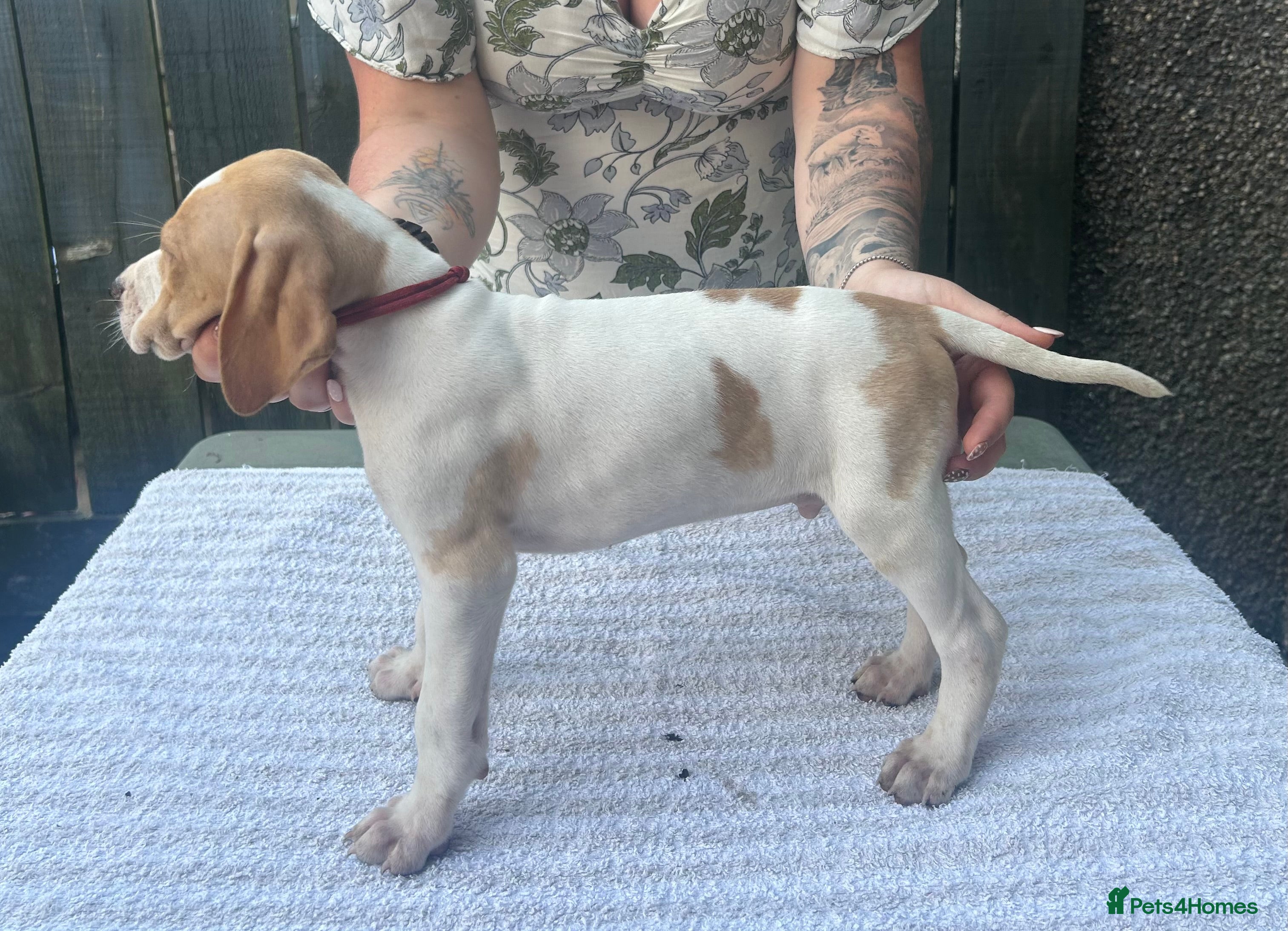 Pointer dogs for sale: KC English Pointer Puppies - Advert 4