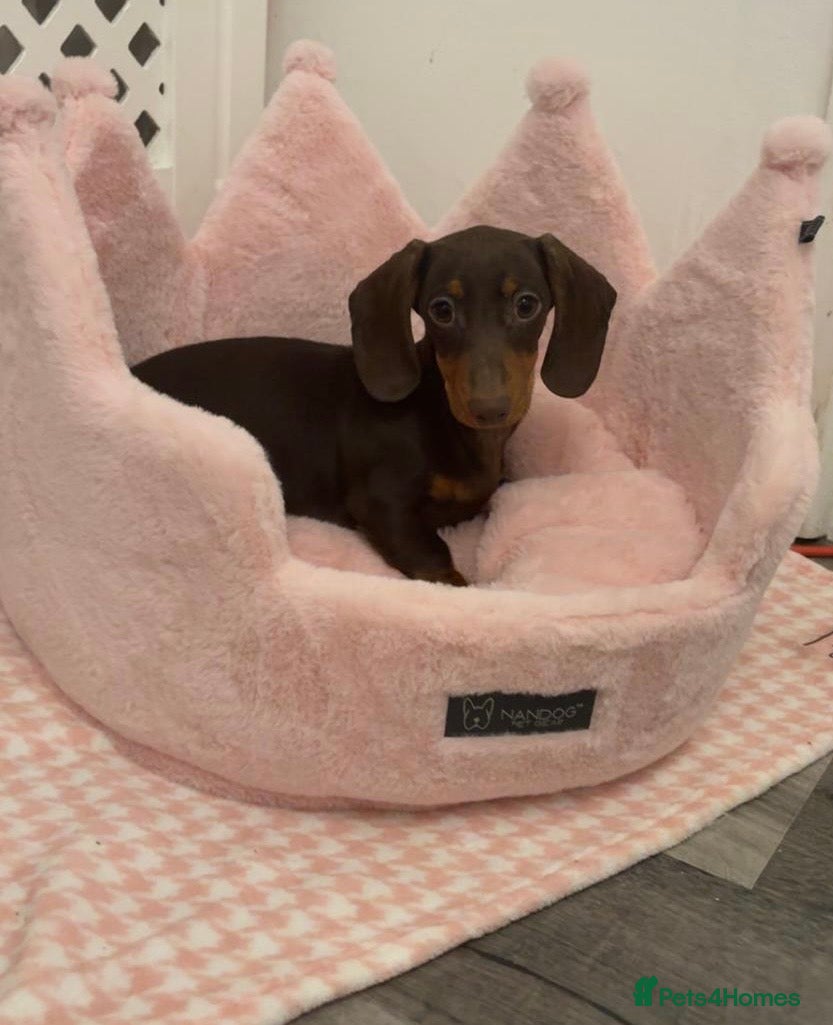 Miniature Dachshund dogs Miniature chocolate dachshund  - Advert 1