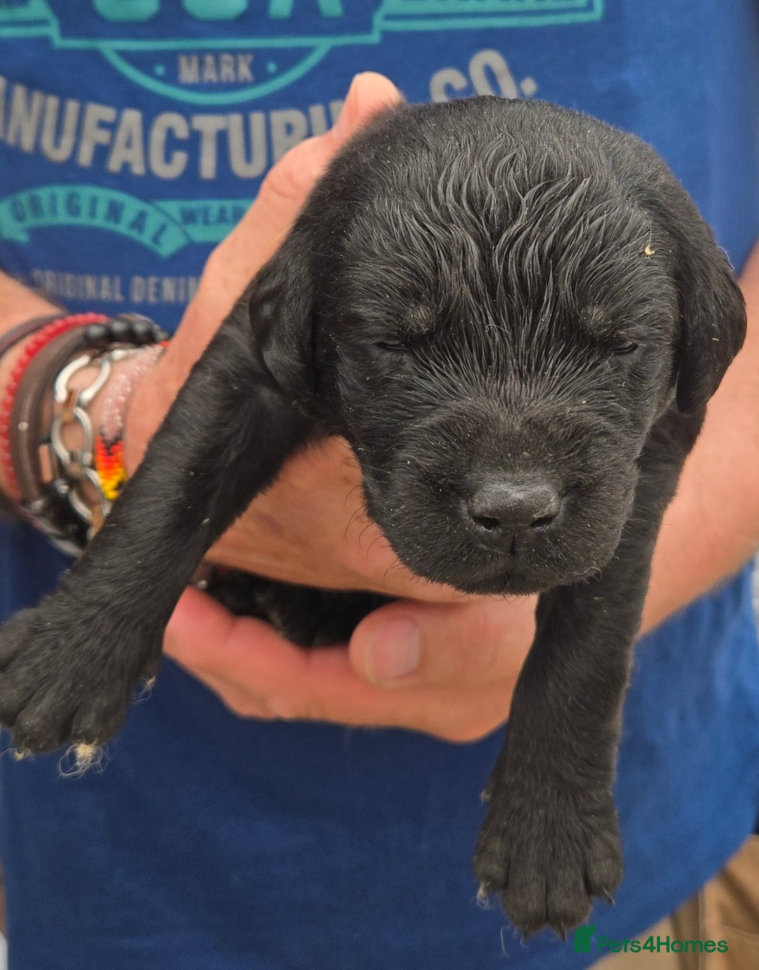Labrador Retriever dogs for sale: Kc reg Black pups - Image 5