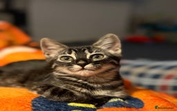 Bengal cats for sale: Bengal mixed kitten - Image 4