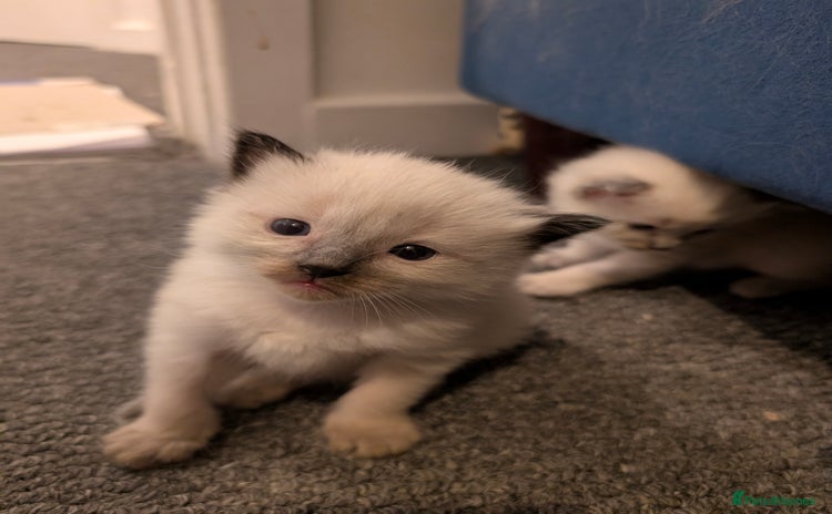 Ragdoll cats - Advert 14