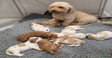 Cavapoo dogs Stunning f1 cavapoos  - Advert 15