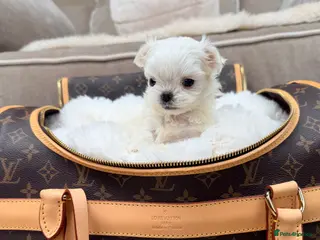 Maltese dogs Bambelina Full Korean Bloodline Maltese - Advert 9