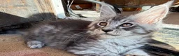 Maine Coon cats for sale: Maine coon kittens 🐱  in London - Advert 5