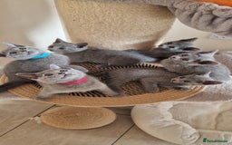 Russian Blue cats for sale: Pure Russian Blue kittens 💙  - Image 11