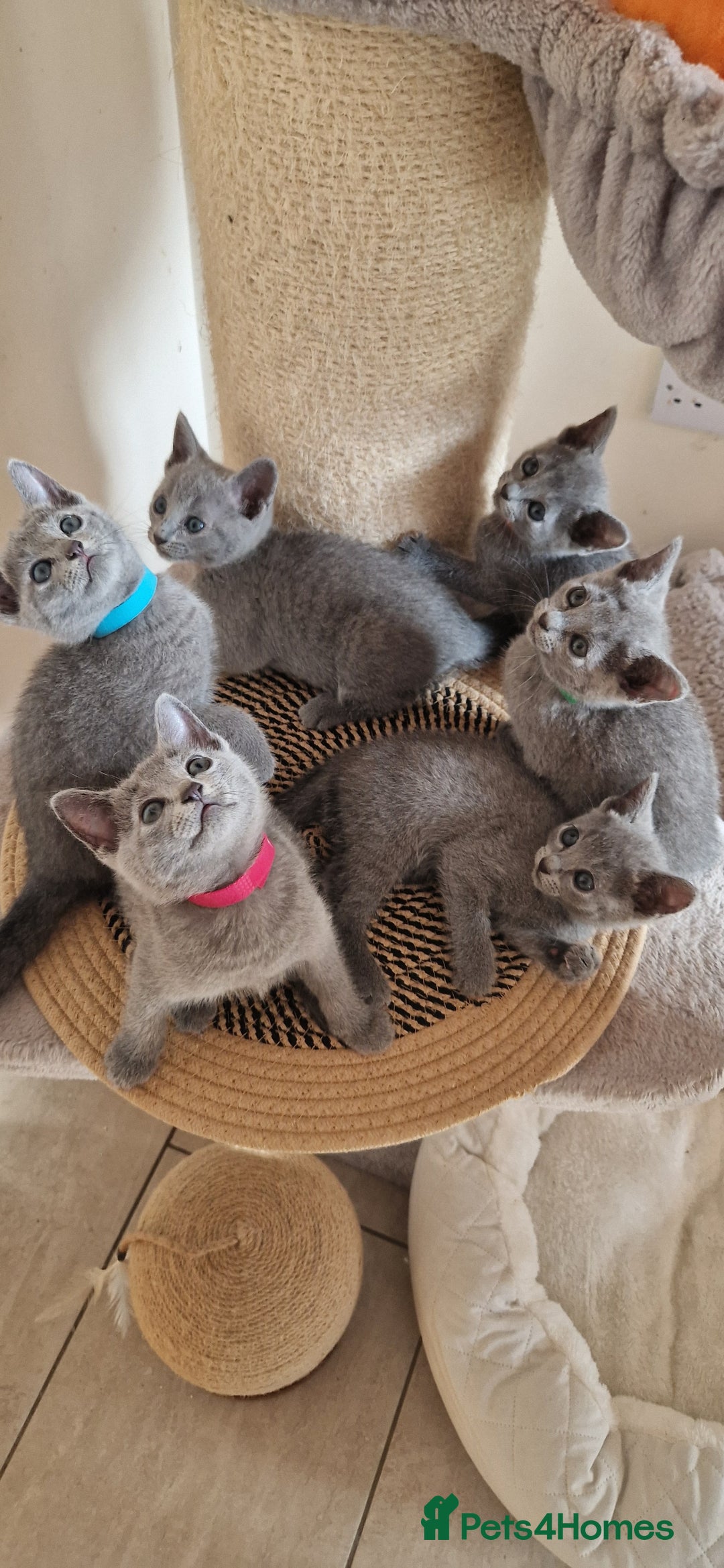 Russian Blue cats for sale: Pure Russian Blue kittens 💙  - Image 11