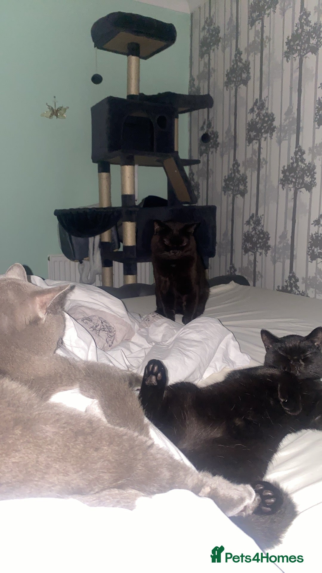 British Shorthair cats for sale: Stunning Unique Pedigree Black British Shorthair  - Advert 15