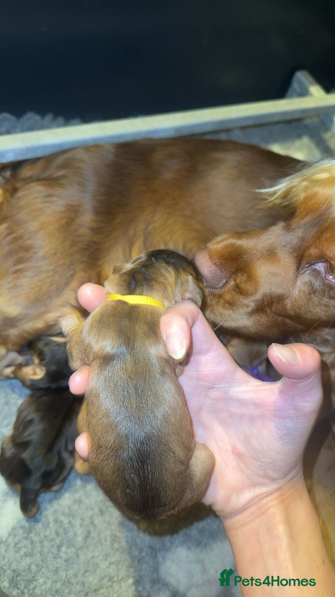 Cocker Spaniel dogs for sale: KC Reg Show Cocker Spaniel Puppies  - Advert 19